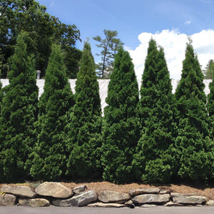 Baby Giant Arborvitae Tree
