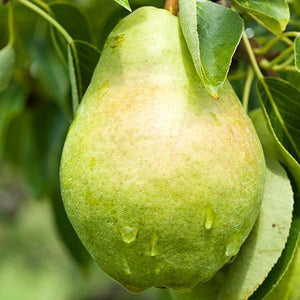 Bartlett Pear Tree