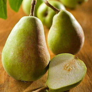 Bartlett Pear Tree