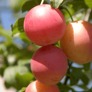 2-in-1 Plum Surprise Tree