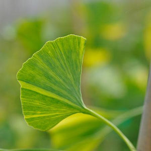 Beijing Gold Ginkgo Tree