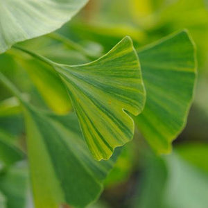 Beijing Gold Ginkgo Tree