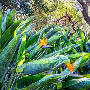 Bird Of Paradise - Orange