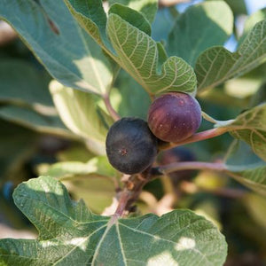 Black Mission Fig