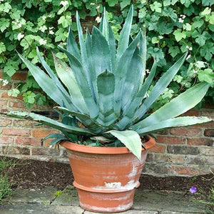 Blue American Agave Plant