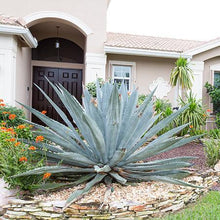 Load image into Gallery viewer, Blue American Agave Plant
