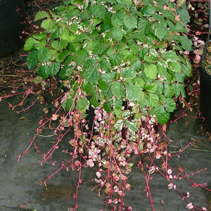 Calico Cat™ Boston Ivy Vine