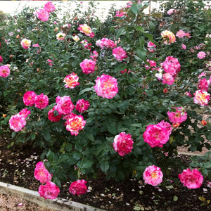 Camille Pissarro™ Rose