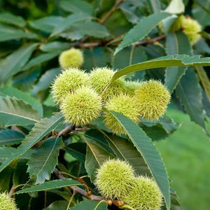 Chinese Chestnut Tree