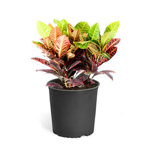 Croton 'Petra' Plant