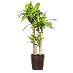 'Dracaena' Corn Plant