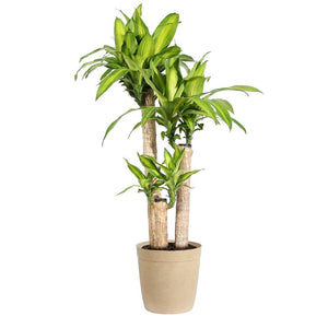 'Dracaena' Corn Plant