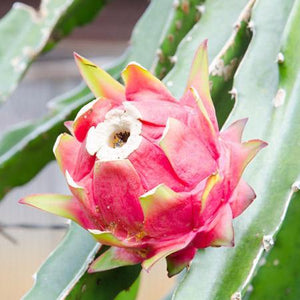 Dragon Fruit Cactus - USDA Organic