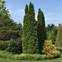 Load image into Gallery viewer, Emerald Green Thuja Tree
