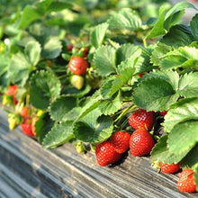 Load image into Gallery viewer, Everbearing Strawberry - USDA Organic
