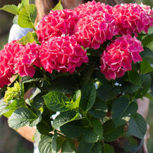 Load image into Gallery viewer, Everlasting® Crimson Ruby Hydrangea Shrub
