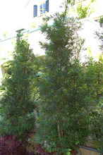 Load image into Gallery viewer, Fern Pine Columnar Tree
