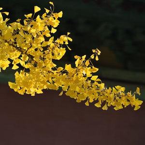 Autumn Gold Ginkgo Tree