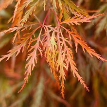 Load image into Gallery viewer, Germaine's Gyration Japanese Maple
