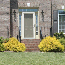 Load image into Gallery viewer, Gold Mop Cypress
