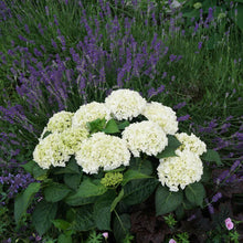 Load image into Gallery viewer, Everlasting® Bride White Hydrangea Shrub
