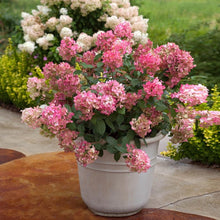 Load image into Gallery viewer, Fire Light® Hydrangea Shrub
