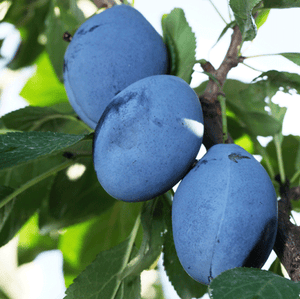 3-in-1 Plum Surprise
