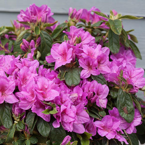 Bloom-A-Thon® Lavender Azalea Shrub