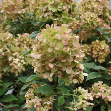 Load image into Gallery viewer, Limelight Hydrangea Shrub
