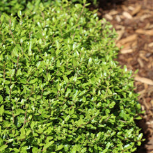 Load image into Gallery viewer, Micron® Holly Shrub
