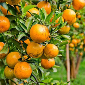Blood Orange Tree