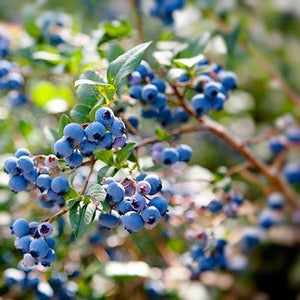 Aurora Blueberry Bush - USDA Organic