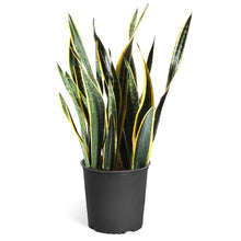 Load image into Gallery viewer, Black Gold Snake Plant
