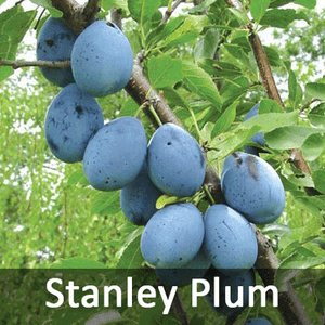 5-in-1 Plum Tree