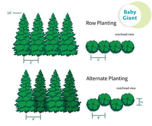 Baby Giant Arborvitae Tree